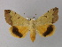  ( - BC ZSM Lep 31078)  @13 [ ] CreativeCommons - Attribution Non-Commercial Share-Alike (2010) Unspecified SNSB, Zoologische Staatssammlung Muenchen