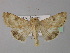  ( - BC ZSM Lep 31081)  @14 [ ] CreativeCommons - Attribution Non-Commercial Share-Alike (2010) Unspecified SNSB, Zoologische Staatssammlung Muenchen