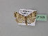  ( - BC ZSM Lep 31100)  @13 [ ] CreativeCommons - Attribution Non-Commercial Share-Alike (2010) Unspecified SNSB, Zoologische Staatssammlung Muenchen