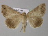  ( - BC ZSM Lep 31105)  @14 [ ] CreativeCommons - Attribution Non-Commercial Share-Alike (2010) Unspecified SNSB, Zoologische Staatssammlung Muenchen