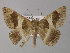  ( - BC ZSM Lep 31107)  @14 [ ] CreativeCommons - Attribution Non-Commercial Share-Alike (2010) Unspecified SNSB, Zoologische Staatssammlung Muenchen