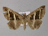  ( - BC ZSM Lep 31108)  @14 [ ] CreativeCommons - Attribution Non-Commercial Share-Alike (2010) Unspecified SNSB, Zoologische Staatssammlung Muenchen