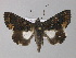  ( - BC ZSM Lep 31115)  @14 [ ] CreativeCommons - Attribution Non-Commercial Share-Alike (2010) Unspecified SNSB, Zoologische Staatssammlung Muenchen