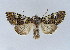  (Crypsedra - BC ZSM Lep 34449)  @15 [ ] CreativeCommons - Attribution Non-Commercial Share-Alike (2010) Unspecified SNSB, Zoologische Staatssammlung Muenchen