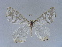  ( - BC ZSM Lep 34512)  @13 [ ] CreativeCommons - Attribution Non-Commercial Share-Alike (2010) Unspecified SNSB, Zoologische Staatssammlung Muenchen