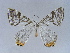  ( - BC ZSM Lep 34513)  @14 [ ] CreativeCommons - Attribution Non-Commercial Share-Alike (2010) Unspecified SNSB, Zoologische Staatssammlung Muenchen