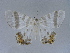  ( - BC ZSM Lep 34519)  @13 [ ] CreativeCommons - Attribution Non-Commercial Share-Alike (2010) Unspecified SNSB, Zoologische Staatssammlung Muenchen