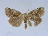  ( - BC ZSM Lep 34572)  @11 [ ] CreativeCommons - Attribution Non-Commercial Share-Alike (2010) Unspecified SNSB, Zoologische Staatssammlung Muenchen