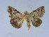  ( - BC ZSM Lep 34574)  @11 [ ] CreativeCommons - Attribution Non-Commercial Share-Alike (2010) Unspecified SNSB, Zoologische Staatssammlung Muenchen