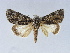  ( - BC ZSM Lep 34580)  @11 [ ] CreativeCommons - Attribution Non-Commercial Share-Alike (2010) Unspecified SNSB, Zoologische Staatssammlung Muenchen