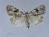  ( - BC ZSM Lep 34583)  @11 [ ] CreativeCommons - Attribution Non-Commercial Share-Alike (2010) Unspecified SNSB, Zoologische Staatssammlung Muenchen