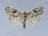  ( - BC ZSM Lep 34584)  @11 [ ] CreativeCommons - Attribution Non-Commercial Share-Alike (2010) Unspecified SNSB, Zoologische Staatssammlung Muenchen