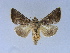  ( - BC ZSM Lep 34587)  @11 [ ] CreativeCommons - Attribution Non-Commercial Share-Alike (2010) Unspecified SNSB, Zoologische Staatssammlung Muenchen