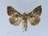  ( - BC ZSM Lep 34588)  @11 [ ] CreativeCommons - Attribution Non-Commercial Share-Alike (2010) Unspecified SNSB, Zoologische Staatssammlung Muenchen