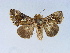  ( - BC ZSM Lep 34589)  @11 [ ] CreativeCommons - Attribution Non-Commercial Share-Alike (2010) Unspecified SNSB, Zoologische Staatssammlung Muenchen