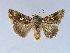  ( - BC ZSM Lep 34590)  @11 [ ] CreativeCommons - Attribution Non-Commercial Share-Alike (2010) Unspecified SNSB, Zoologische Staatssammlung Muenchen