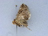  ( - BC ZSM Lep 34591)  @11 [ ] CreativeCommons - Attribution Non-Commercial Share-Alike (2010) Unspecified SNSB, Zoologische Staatssammlung Muenchen