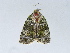  ( - BC ZSM Lep 34621)  @11 [ ] CreativeCommons - Attribution Non-Commercial Share-Alike (2010) Unspecified SNSB, Zoologische Staatssammlung Muenchen