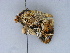  ( - BC ZSM Lep 34630)  @11 [ ] CreativeCommons - Attribution Non-Commercial Share-Alike (2010) Unspecified SNSB, Zoologische Staatssammlung Muenchen
