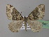  ( - BC ZSM Lep 35647)  @14 [ ] CreativeCommons - Attribution Non-Commercial Share-Alike (2010) Unspecified SNSB, Zoologische Staatssammlung Muenchen
