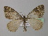  ( - BC ZSM Lep 35661)  @13 [ ] CreativeCommons - Attribution Non-Commercial Share-Alike (2010) Unspecified SNSB, Zoologische Staatssammlung Muenchen