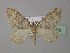  (Nebula ibericata fiumii - BC ZSM Lep 35669)  @14 [ ] CreativeCommons - Attribution Non-Commercial Share-Alike (2010) Unspecified SNSB, Zoologische Staatssammlung Muenchen