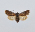  ( - BC ZSM Lep 35696)  @14 [ ] CreativeCommons - Attribution Non-Commercial Share-Alike (2010) Unspecified SNSB, Zoologische Staatssammlung Muenchen