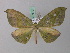  ( - BC ZSM Lep 35720)  @14 [ ] CreativeCommons - Attribution Non-Commercial Share-Alike (2010) Unspecified SNSB, Zoologische Staatssammlung Muenchen