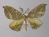  ( - BC ZSM Lep 35721)  @14 [ ] CreativeCommons - Attribution Non-Commercial Share-Alike (2010) Unspecified SNSB, Zoologische Staatssammlung Muenchen