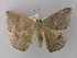  (Oxydia distichataAH01Ar - BC ZSM Lep 35732)  @13 [ ] CreativeCommons - Attribution Non-Commercial Share-Alike (2010) Unspecified SNSB, Zoologische Staatssammlung Muenchen