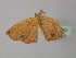  ( - BC ZSM Lep 35763)  @12 [ ] CreativeCommons - Attribution Non-Commercial Share-Alike (2010) Unspecified SNSB, Zoologische Staatssammlung Muenchen