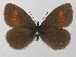  ( - BC ZSM Lep 36645)  @14 [ ] CreativeCommons - Attribution Non-Commercial Share-Alike (2010) Unspecified SNSB, Zoologische Staatssammlung Muenchen