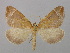  ( - BC ZSM Lep 36655)  @14 [ ] CreativeCommons - Attribution Non-Commercial Share-Alike (2010) Unspecified SNSB, Zoologische Staatssammlung Muenchen