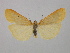  (Setema - BC ZSM Lep 36663)  @14 [ ] CreativeCommons - Attribution Non-Commercial Share-Alike (2010) Unspecified SNSB, Zoologische Staatssammlung Muenchen