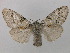  (Dicallomera fascelina - BC ZSM Lep 36664)  @14 [ ] CreativeCommons - Attribution Non-Commercial Share-Alike (2010) Unspecified SNSB, Zoologische Staatssammlung Muenchen