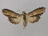  (Shargacucullia lychnitis - BC ZSM Lep 36666)  @14 [ ] CreativeCommons - Attribution Non-Commercial Share-Alike (2010) Unspecified SNSB, Zoologische Staatssammlung Muenchen