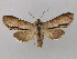  (Shargacucullia - BC ZSM Lep 36667)  @15 [ ] CreativeCommons - Attribution Non-Commercial Share-Alike (2010) Unspecified SNSB, Zoologische Staatssammlung Muenchen