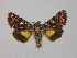  ( - BC ZSM Lep 36668)  @14 [ ] CreativeCommons - Attribution Non-Commercial Share-Alike (2010) Unspecified SNSB, Zoologische Staatssammlung Muenchen