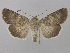  ( - BC ZSM Lep 36675)  @14 [ ] CreativeCommons - Attribution Non-Commercial Share-Alike (2010) Unspecified SNSB, Zoologische Staatssammlung Muenchen