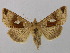  ( - BC ZSM Lep 36676)  @13 [ ] CreativeCommons - Attribution Non-Commercial Share-Alike (2010) Unspecified SNSB, Zoologische Staatssammlung Muenchen