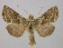  ( - BC ZSM Lep 36678)  @11 [ ] CreativeCommons - Attribution Non-Commercial Share-Alike (2010) Unspecified SNSB, Zoologische Staatssammlung Muenchen