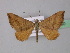  ( - BC ZSM Lep 36690)  @13 [ ] CreativeCommons - Attribution Non-Commercial Share-Alike (2010) Unspecified SNSB, Zoologische Staatssammlung Muenchen