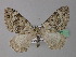  ( - BC ZSM Lep 36692)  @11 [ ] CreativeCommons - Attribution Non-Commercial Share-Alike (2010) Unspecified SNSB, Zoologische Staatssammlung Muenchen