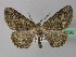  ( - BC ZSM Lep 36696)  @13 [ ] CreativeCommons - Attribution Non-Commercial Share-Alike (2010) Unspecified SNSB, Zoologische Staatssammlung Muenchen