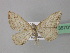  ( - BC ZSM Lep 36701)  @12 [ ] CreativeCommons - Attribution Non-Commercial Share-Alike (2010) Unspecified SNSB, Zoologische Staatssammlung Muenchen