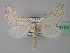  (Lithostege notata - BC ZSM Lep 36702)  @14 [ ] CreativeCommons - Attribution Non-Commercial Share-Alike (2010) Unspecified SNSB, Zoologische Staatssammlung Muenchen