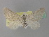  ( - BC ZSM Lep 36705)  @13 [ ] CreativeCommons - Attribution Non-Commercial Share-Alike (2010) Unspecified SNSB, Zoologische Staatssammlung Muenchen
