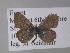  ( - BC ZSM Lep 36712)  @13 [ ] CreativeCommons - Attribution Non-Commercial Share-Alike (2010) Unspecified SNSB, Zoologische Staatssammlung Muenchen