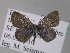  ( - BC ZSM Lep 36713)  @13 [ ] CreativeCommons - Attribution Non-Commercial Share-Alike (2010) Unspecified SNSB, Zoologische Staatssammlung Muenchen