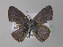  ( - BC ZSM Lep 36716)  @13 [ ] CreativeCommons - Attribution Non-Commercial Share-Alike (2010) Unspecified SNSB, Zoologische Staatssammlung Muenchen